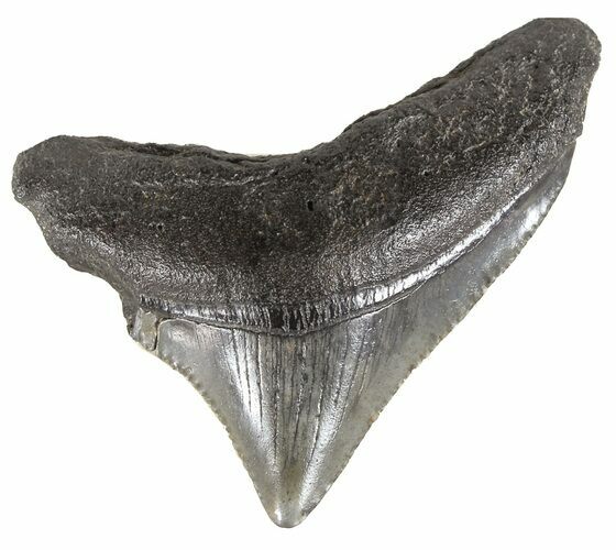 Juvenile Megalodon Tooth - South Carolina #54141
